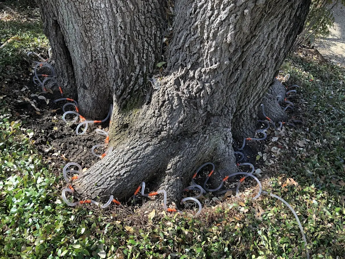 Detailed Tree Cabling and Bracing job site in Elsberry
